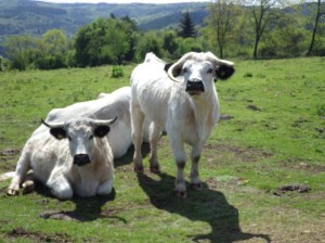 Welsh White Park cattle on Little Doward.