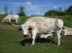 Welsh White Park cattle on Little Doward.