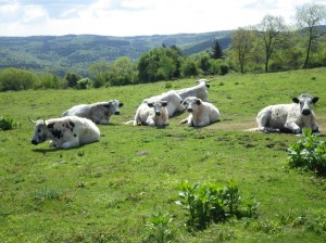Welsh White Park cattle on Little Doward.