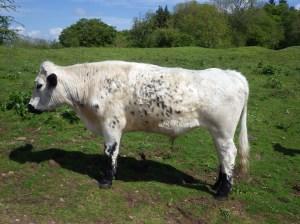 Welsh White Park cattle on Little Doward.