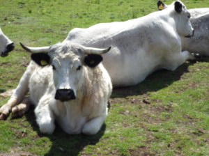 Welsh White Park cattle on Little Doward.