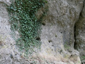 Little doward hill fort walk 2 (118)