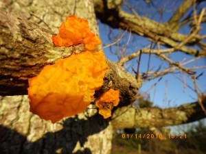 Yellow brain fungus or witches butter.