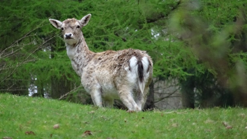 4394CFB9-7ED4-48BC-9103-2C3C310335BB