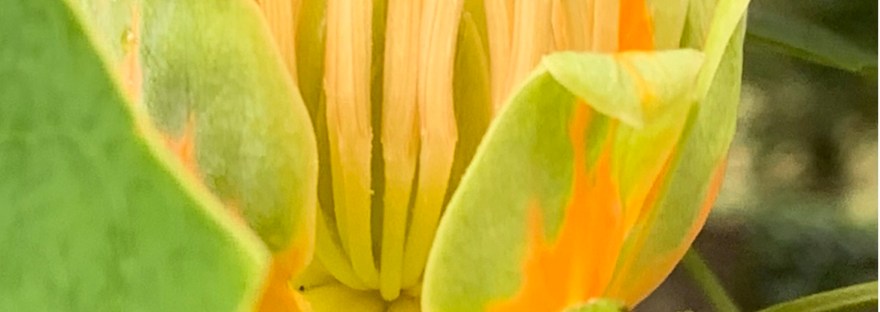 A tulip tree flower.